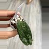 plant/Hoya Clemensiorum sp. Aceh NAPC031-2-thumbnail