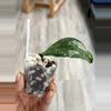 plant/Hoya Clemensiorum sp. Aceh NAPC031-1-thumbnail