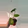 plant/Philodendron Burle Marx-0-thumbnail