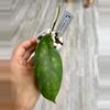 plant/Hoya Clemensiorum K2-0-thumbnail