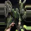 plant/Anthurium Ree Gardens x LongxLongBullet-2-thumbnail