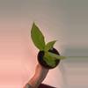 plant/Philodendron Minima-0-thumbnail