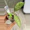 plant/Hoya Potsii Silver-0-thumbnail