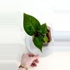 plant/Anthurium Tim’s Black-Cerrocampense x Papillilaminum-0-thumbnail