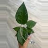 plant/Hoya Black Margin Splash-1-thumbnail