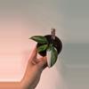 plant/White Wizard Philodendron-0-thumbnail