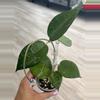 plant/Hoya Black Margin Splash-0-thumbnail