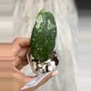plant/Hoya Clemensiorum sp. Aceh NAPC031-0-thumbnail
