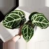 plant/Anthurium Black Widow-Michelle x Brielle-Red Crystallinum In Cataphyll-1-thumbnail