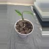 plant/Epipremnum Amplissimum Variegated-1-thumbnail