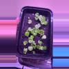 plant/1 Anthurium blue velvet x AOS X Carla x Bvep-3-thumbnail