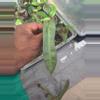 plant/Philodendron Atabapoense 1 Leaf water (rooting) cutting.-0-thumbnail