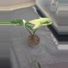 plant/Syngonium Albo-1-thumbnail
