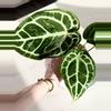 plant/Anthurium Black Widow-Michelle x Brielle-Red Crystallinum In Cataphyll-0-thumbnail
