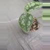 plant/Scindapsus Exotica-1-thumbnail