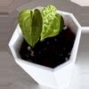 plant/Anthurium Delta Force x Queen of Hearts Seedling-1-thumbnail