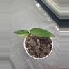 plant/Epipremnum Amplissimum Variegated-0-thumbnail