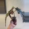 plant/Begonia-1-thumbnail
