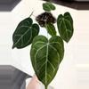 plant/Red-Crystallinum-Forgetii x Blue Velvet in Cataphyll, Near Flower - BIG BOY-1-thumbnail