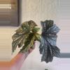 plant/Begonia-2-thumbnail