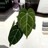 plant/Red-Crystallinum-Forgetii x Blue Velvet in Cataphyll, Near Flower - BIG BOY-0-thumbnail