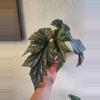 plant/Begonia-0-thumbnail