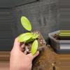plant/Philodendron snowdrift-1-thumbnail