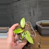 plant/Philodendron snowdrift-2-thumbnail