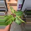 plant/Philodendron snowdrift-3-thumbnail