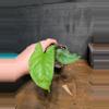 plant/Syngonium MOJITO-1-thumbnail