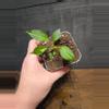 plant/Philodendron verrucosum Netherlands-0-thumbnail