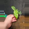 plant/Syngonium MOJITO-0-thumbnail