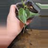 plant/Philodendron heredaceum micans halo variegated-1-thumbnail