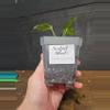 plant/Philodendron verrucosum south America-1-thumbnail