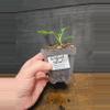plant/Philodendron verrucosum Netherlands-1-thumbnail