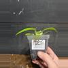 plant/Philodendron florida beauty-1-thumbnail