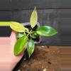 plant/Philodendron florida beauty-0-thumbnail