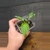 plant/Philodendron verrucosum south America-0-thumbnail