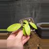 plant/Philodendron snowdrift-0-thumbnail