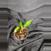 plant/Florida Beauty variegated Philodendron-0-thumbnail