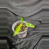 plant/Florida Beauty Varigated Philodendron-0-thumbnail