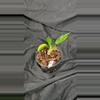 plant/Florida Beauty variegated Philodendron-1-thumbnail