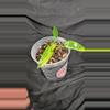plant/Florida Beauty Varigated Philodendron-1-thumbnail