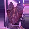 plant/1 Anthurium blue velvet x AOS X Carla x Bvep-2-thumbnail