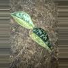 plant/Scindapsus Maharlika Variegated - rooted cutting-1-thumbnail