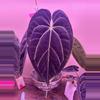 plant/Anthurium Carla x Bvep X WFN x Bess-1-thumbnail
