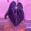 plant/Anthurium Carla x Bvep X WFN x Bess-0-thumbnail