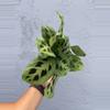 plant/4” Maranta ‘Leuconeura’ - “Prayer Plant “-3-thumbnail