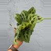 plant/4” Maranta ‘Leuconeura’ - “Prayer Plant “-2-thumbnail