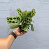 plant/4” Maranta ‘Leuconeura’ - “Prayer Plant “-4-thumbnail